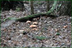 0_134f23_fd0e09a8_orig.jpg
