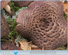 0_11b582_36d7cac0_orig.png