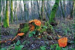 0_1341fe_24944950_orig.jpg