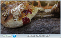 0_115ec9_65981335_orig.png