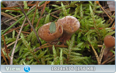 0_1187b3_ccf0f2a6_orig.png