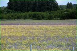 0_14749d_cee691ea_orig.jpg