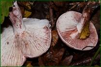 0_f07ff_56483c83_orig.jpg