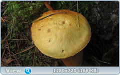 0_11a4a3_96c44759_orig.png