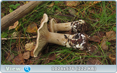 0_11a72a_1b9efb01_orig.png