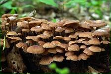 0_fc627_c9e7ba17_orig.jpg