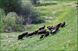 0_141c59_ff608480_orig.jpg