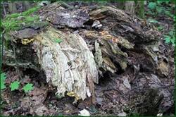 0_142e69_e6b79c24_orig.jpg