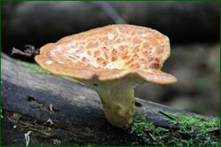 0_142e6d_837717f0_orig.jpg