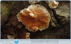 0_127733_49fde8e5_orig.png