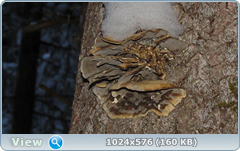 0_11cd2f_266f0872_orig.png