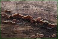 0_f1683_dce2257a_orig.jpg