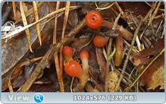 0_12611c_42dff62b_orig.png
