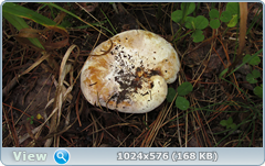 0_11fc9e_febb5671_orig.png