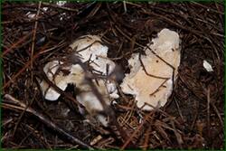 0_f2201_45e90a11_orig.jpg