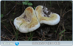 0_11fcaa_86149b51_orig.png