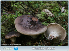 0_11b605_b31f1624_orig.png