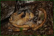 0_f298e_bf2528b2_orig.jpg