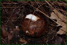 0_f1406_496f0d37_orig.jpg