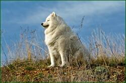 0_13dbee_600d3a91_orig.jpg