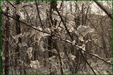 0_f183e_2a647181_orig.jpg