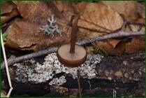 0_f1548_5abfd611_orig.jpg