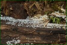 0_fe25a_4603ff20_orig.jpg