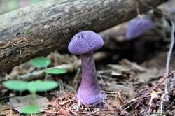 0_14919e_3902df06_orig.jpg