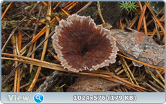 0_12c1df_f765ca98_orig.png