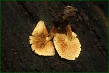 0_fdec1_59aa72c2_orig.jpg