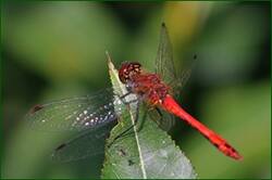0_14938e_80753273_orig.jpg