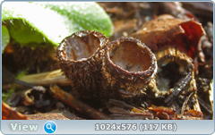 0_12dd19_5cbe696c_orig.png
