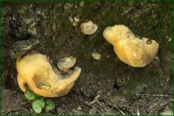 0_fd974_7005153e_orig.jpg