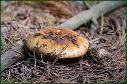 0_147493_d2764b13_orig.jpg