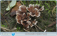0_12c1fd_d54ce6d9_orig.png