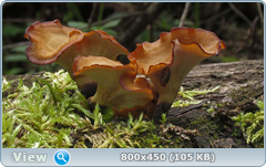 0_11f46b_9fd41a94_orig.png