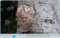 0_121e83_3e251664_orig.png