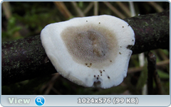 0_12c1bb_64262cbc_orig.png