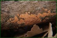 0_f487f_9d6ca900_orig.jpg