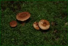 0_fc6db_53f157a9_orig.jpg