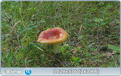 0_12c184_86205165_orig.png