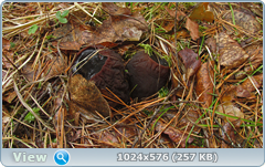 0_126448_2a639c73_orig.png