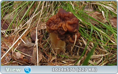 0_127663_92217483_orig.png