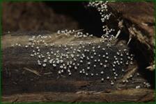 0_fe260_69d63c06_orig.jpg