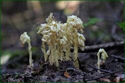 0_1493b8_dc77f537_orig.jpg