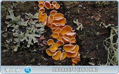 0_128ff4_7cc0e467_orig.png
