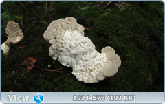 0_12ab85_88b877f3_orig.png