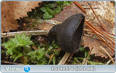 0_1260d6_bd474d1a_orig.png