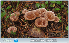 0_12c21b_bbb75250_orig.png