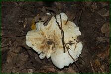 0_fe088_f3a95354_orig.jpg